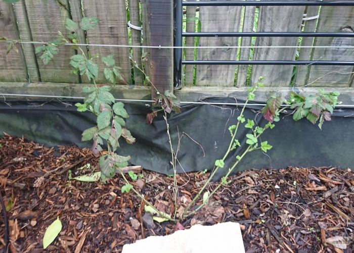 brambles blackberries espelier