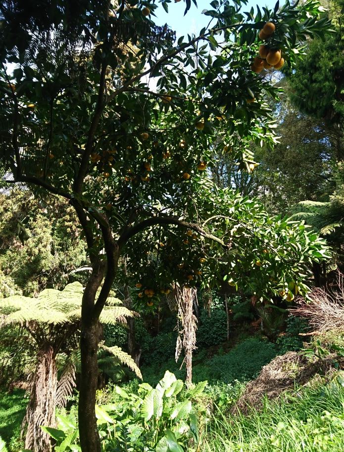 citrus fruit picking grapefruit