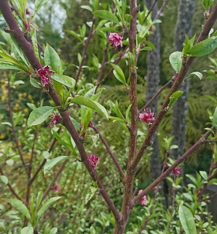 stonefruit peach trees pruning tips