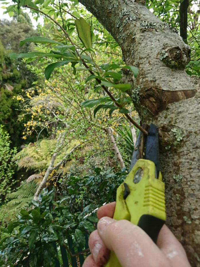 pruning plums stonefruit spring gardening shed